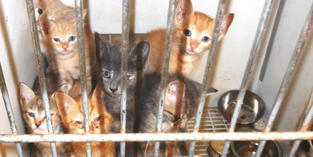 Animal Rights Law