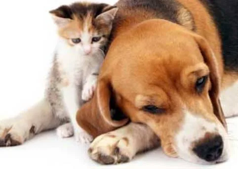 Tally Tails - Adopt, Don't Shop!