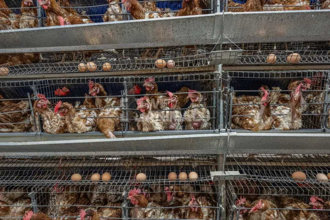 Stop Battery HENS!!!