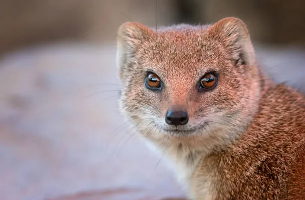 Debtard VS Mongoose