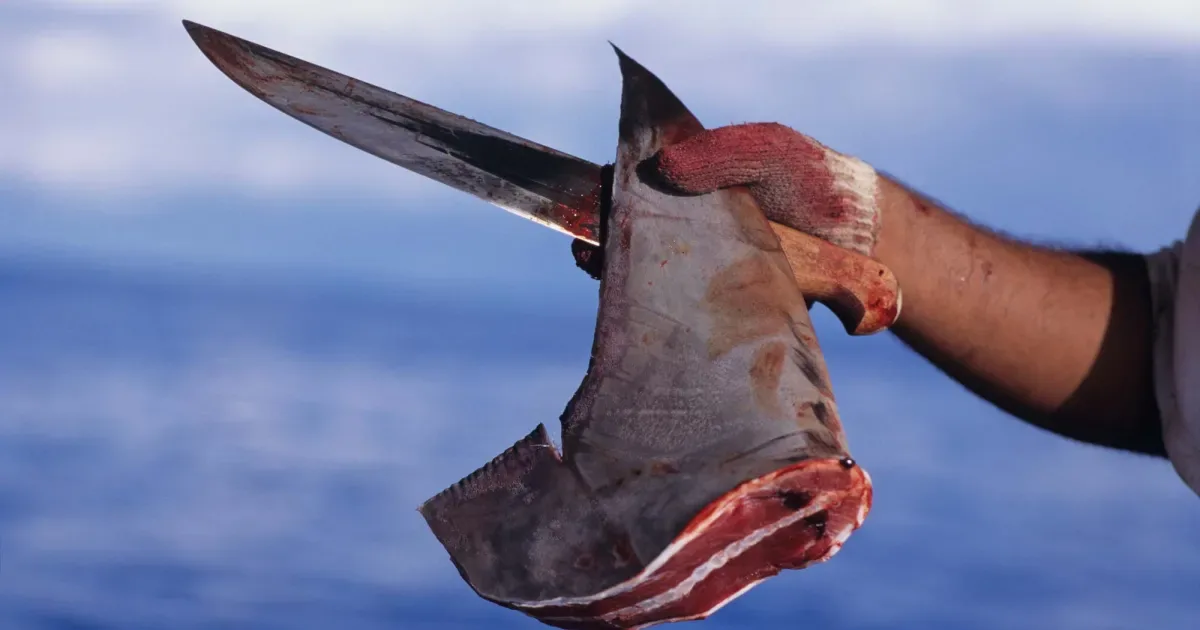 help save the sharks
