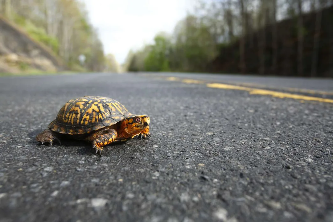 Let Blake Shelton Know That Turtles Matter