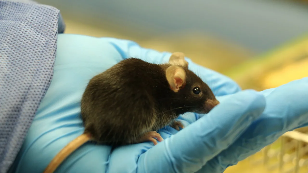 Continue Testing On Animals for Medical Purposes