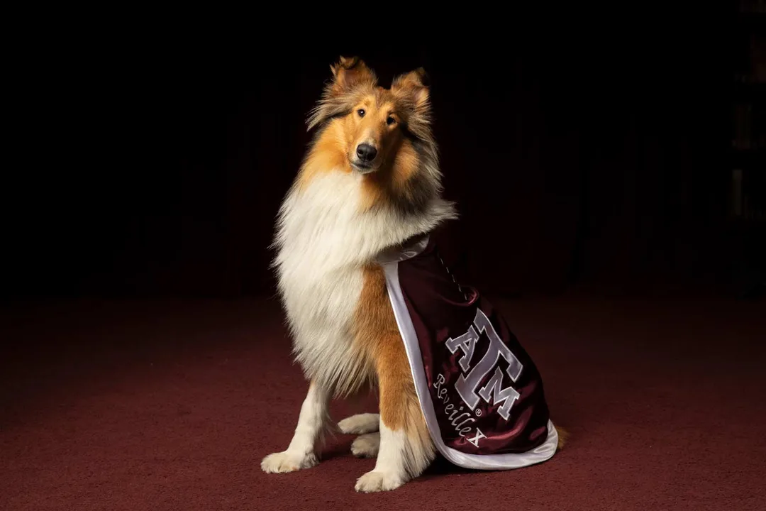 Include a Dog Park in the Hensel Park Renovation!