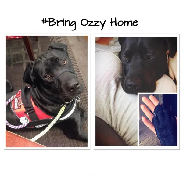 Bring Ozzy Home
