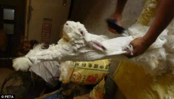 Stop Importing Chinese Angora (Peta Video Shows Angora Rabbits Tortured and Abused)