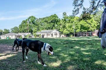 Palma Ceia Park:Help Keep your dog safe from Benny