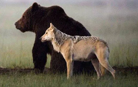 Save the wolves and bears!