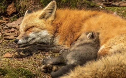 Hunt not welcome