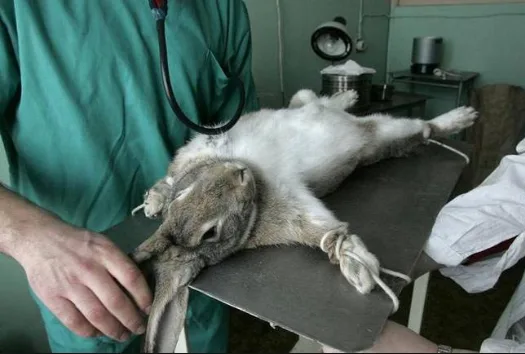 Ending Cosmetic Testing on Animals