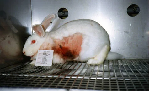 Help Stop Animal Testing