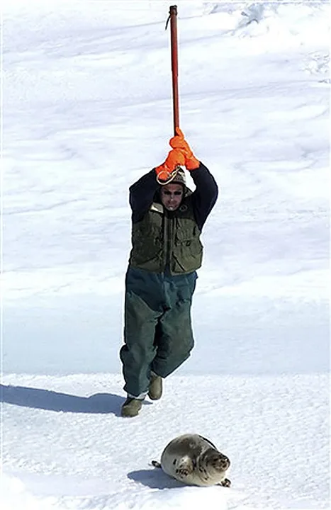 STOP SEAL VIOLENT SEAL  HUNTING
