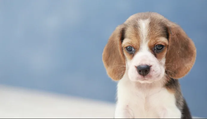 help dogs find homes