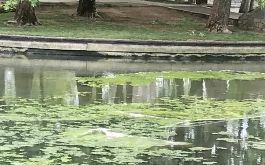 Rymill Park Lake