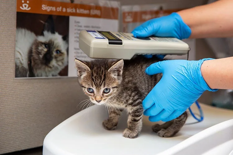 Get all councils to start scanning cat RTAs