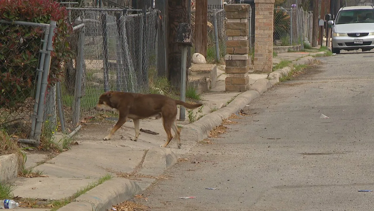 Better Animal Control for Wellington, TX