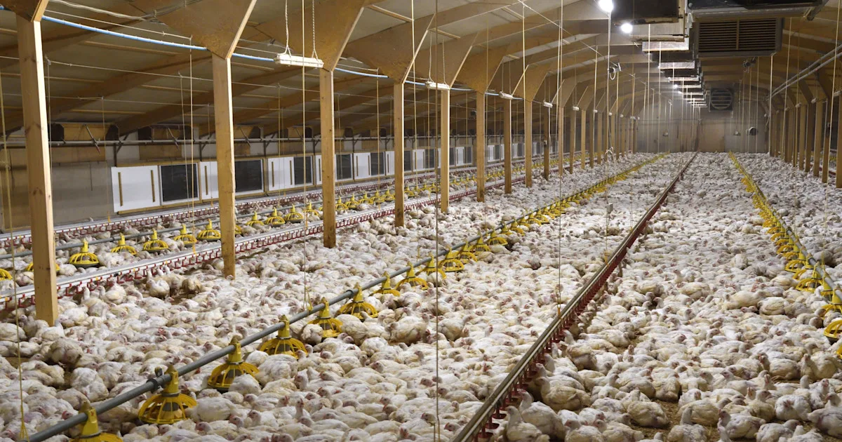 FREE FARM ANIMALS!!  Say NO to Factory Farms!