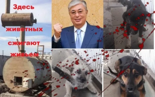 Mr. President of Kazakhstan,  Say NO to Slaughtering Stray Animals in your country! (версия на русском ниже)