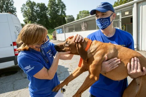 Anti Dog Fighting