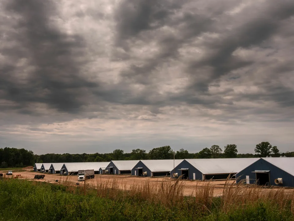 STOP CONSTRUCTION of CAFO NEXT TO HOMES, SCHOOLS, ETC (any sized Confined Animal Feeding Facilites without Neighbors Approval)