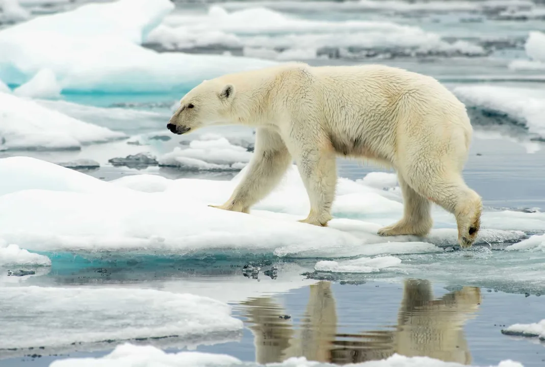 Stop Invasive research on Polar Bears in the Arctic, (collaring, drugging)