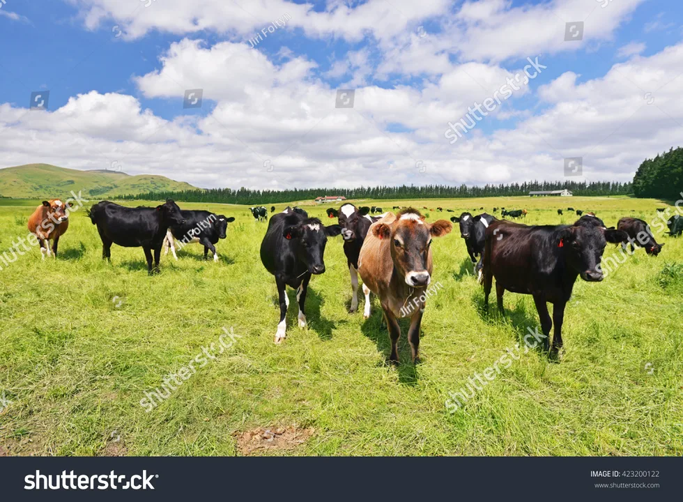 Ban grain feeding of New Zealand cattle