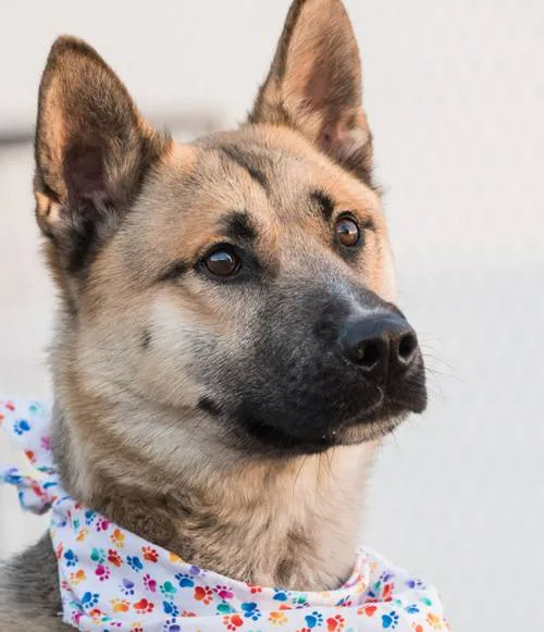 Be the voice for the animals at MatSu Shelter!