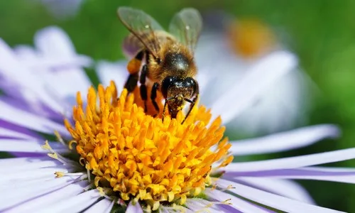 Save the Bees