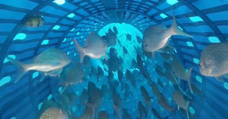 Stop Illegal Harvesting and Overfishing