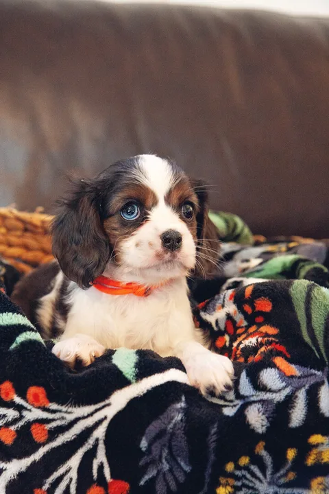 Save Lisa's Small Dog Rescue!