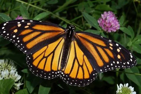 Missing Monarchs
