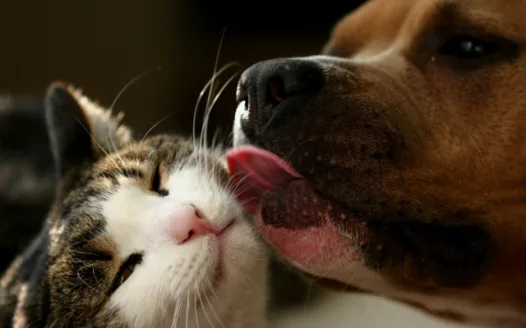 Petition for the recognition and the legalization of the American Staffordshire Terrier dog breed 