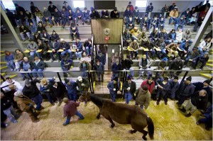  horse slaughter must stop now