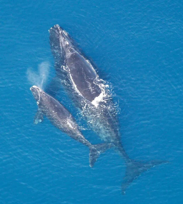 SAVE THE NORTH ATLANTIC RIGHT WHALE FROM EXTINCTION