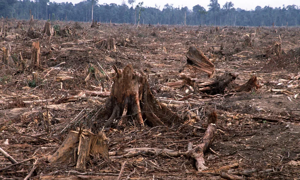 Save The Rainforest From Deforestation