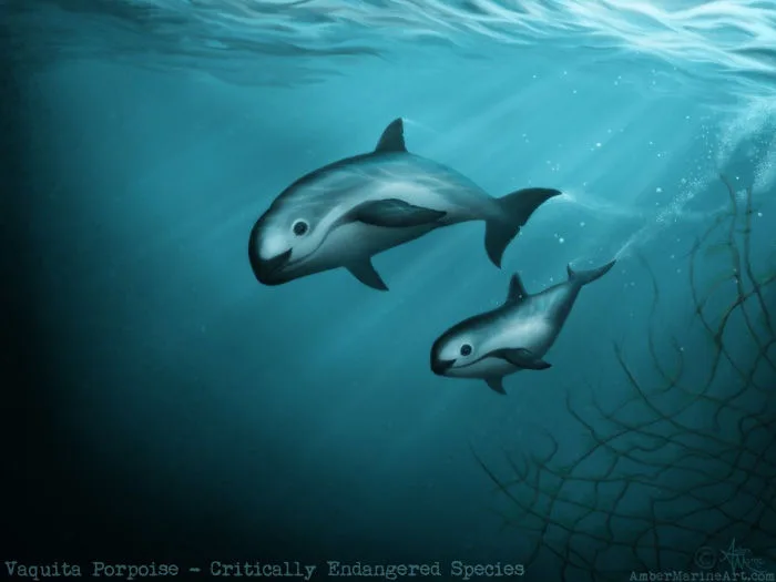 Save the Vaquita from certain extinction