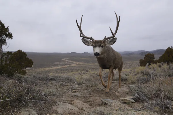 Protect Our Mule Deer