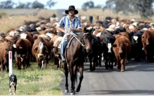 Roadside cattle grazing