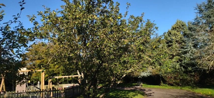 Save Westwood Park's Apple Trees