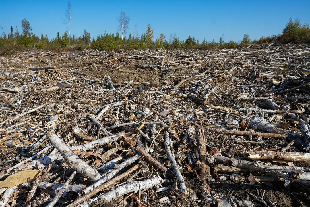 Decreasing Deforestation