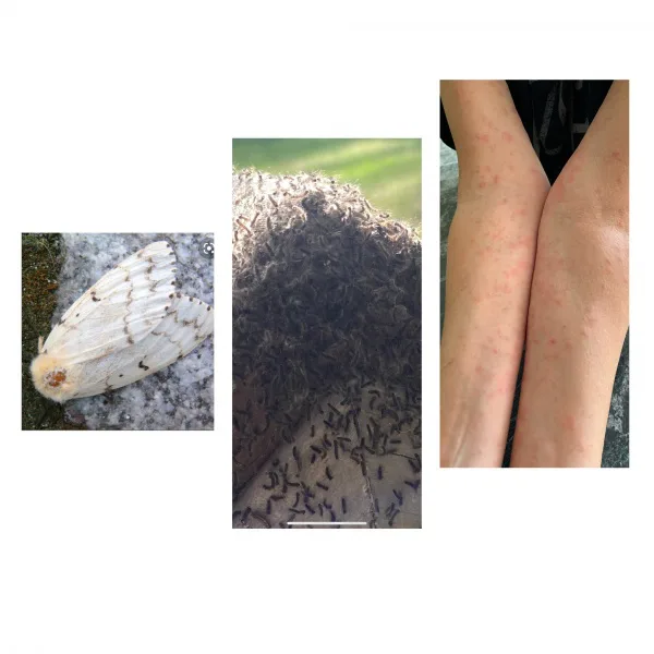 Gypsy Moth Infestation in Quinte West