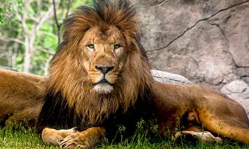 Save The Lion Population