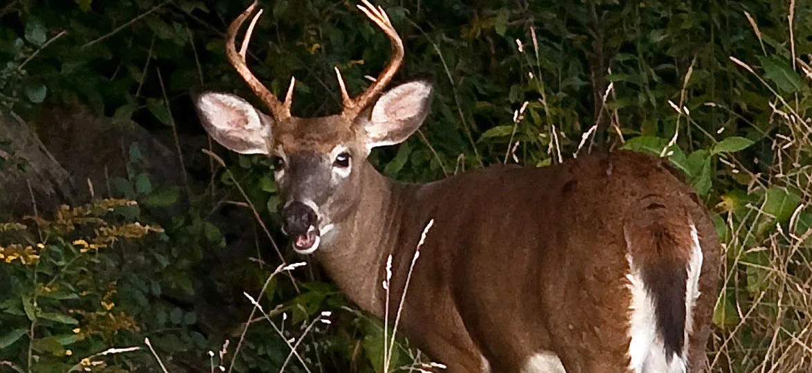 Vermont Spikehorn Petition
