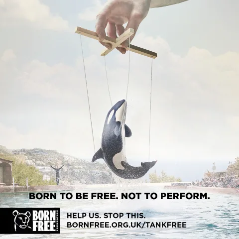 STOP Moby Solangi's "Dolphin Circus" In The Gulf