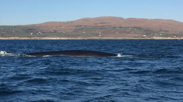 Save Dunmanus Bay