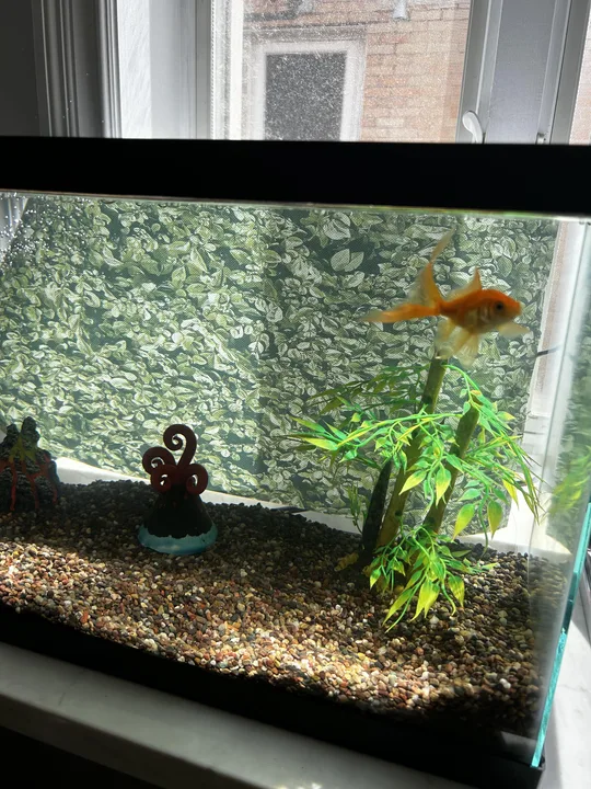Jay-Z: Please Give a Rock to a Fish!