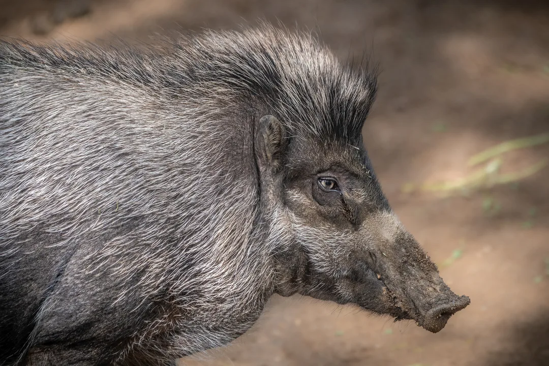 Save the Visayan Warty Pig from Extinction