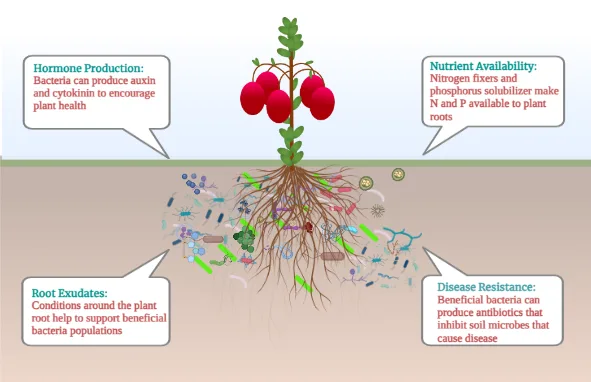 Replace Chemical Fertilizer with Microbial Ecology Safety Engineering Fertilizer 