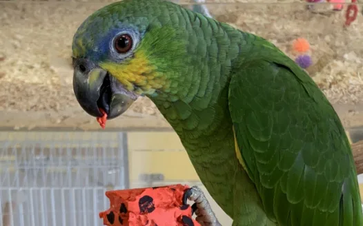 HELP ME ADOPT KARA