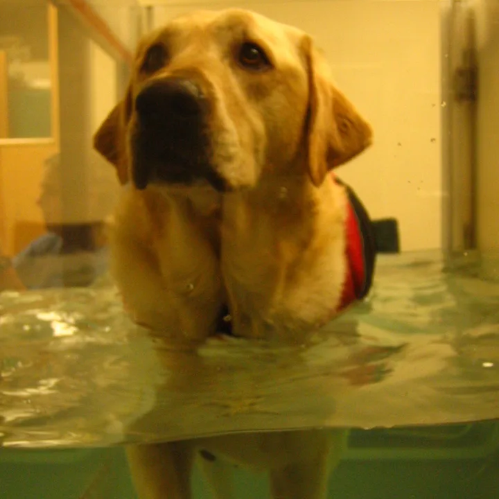 Physical Therapy and Animal Rehabilitation - CALIFORNIA